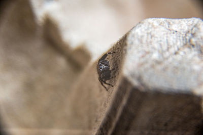 Close-up of cat on rock