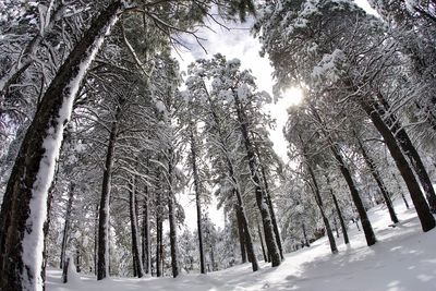 Snow covered aspen trees after a winter storm in flagstaff, arizona.