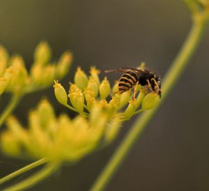 Close-up of bee on yellow flower