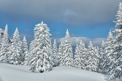 Snow covered pine trees against sky