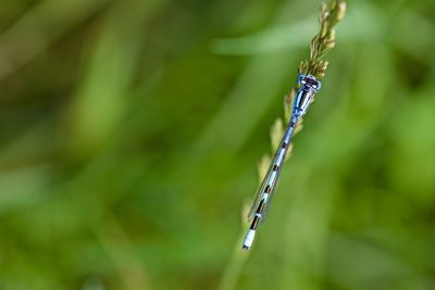 Close-up of an insect on plant