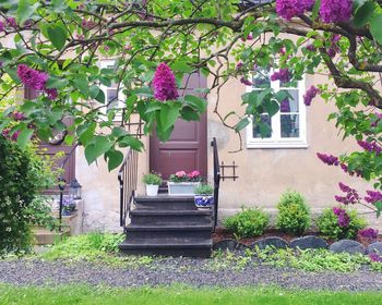 Pink flowers blooming on tree