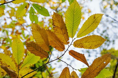 Close-up of maple leaves on branch