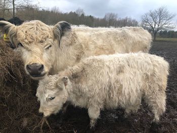 Cows in a field