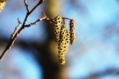 Close-up of flower tree