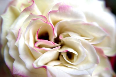 Close-up of pink rose