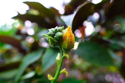 Close-up of flowering plant