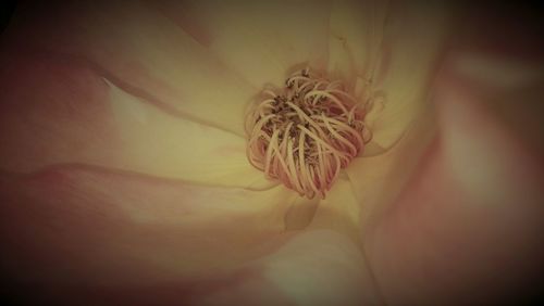 Close-up of flower against blurred background