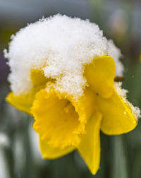 Close-up of yellow flower