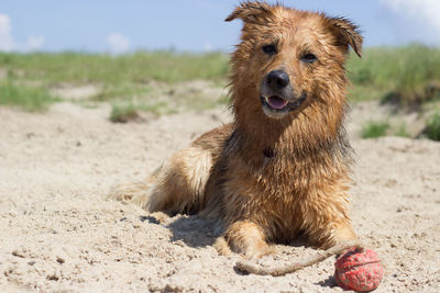 Portrait of dog running on field