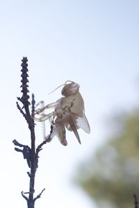 Close-up of a plant against the sky