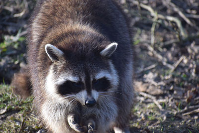 Close-up of a raccoon