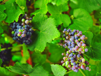 Grapes growing in vineyard