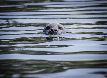 Under the watchful eye of a swimming seal