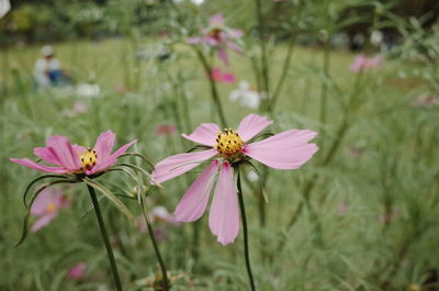 Close-up of pink cosmos flower on field