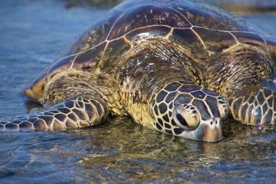 Close-up of turtle in sea