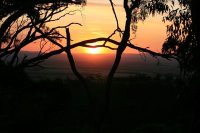 Silhouette of trees at sunset