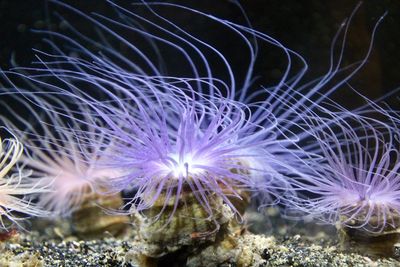 Close-up of jellyfish swimming 
