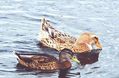 Duck swimming in lake