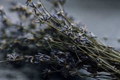 Close-up of lavender plant against blurred background