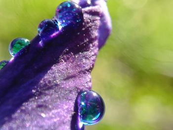 Close-up of purple water