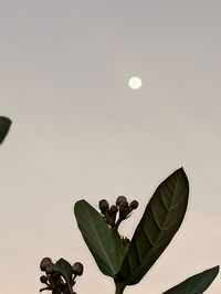 Low angle view of flowering plant against clear sky
