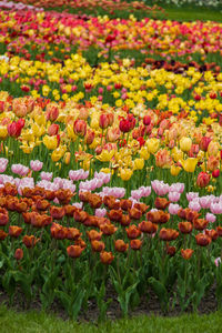 Close-up of multi colored tulips in field