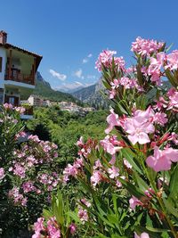 Close-up of pink flowering plants against sky