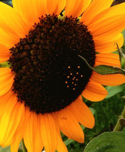 Close-up of sunflower blooming outdoors