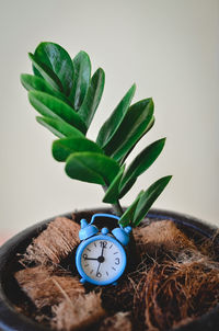 Close-up of potted plant on table against wall