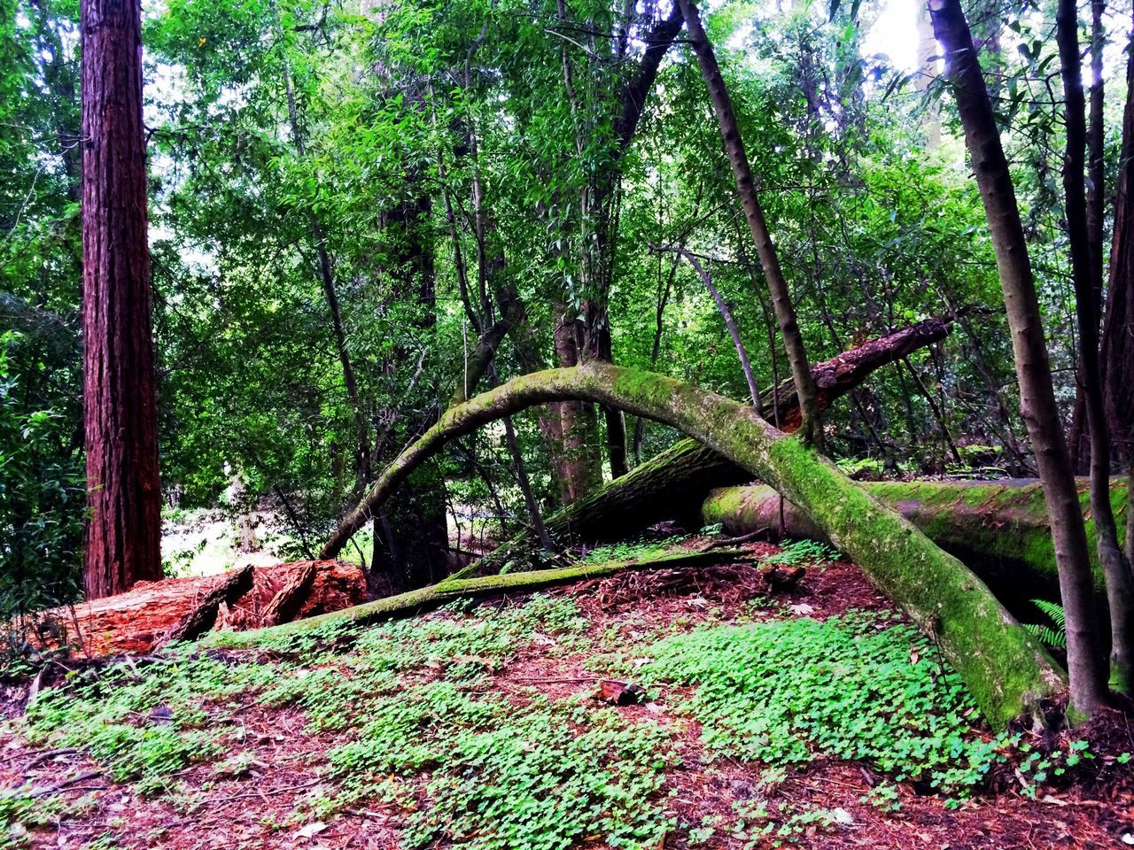 tree, forest, growth, tranquility, tree trunk, nature, green color, tranquil scene, woodland, plant, beauty in nature, lush foliage, non-urban scene, scenics, branch, day, moss, connection, outdoors, green