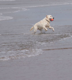 Dog running on beach