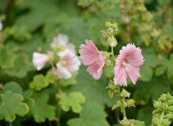 Close-up of pink flowering plant