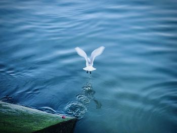 High angle view of swan swimming in lake