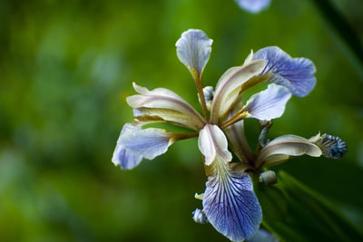 Close-up of purple flowers blooming