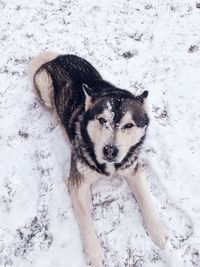 High angle view of dog on snow covered land