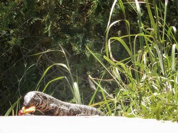 Close-up of lizard on land