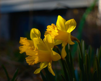 Close-up of yellow daffodil flowers on field