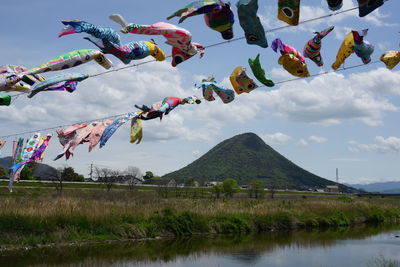 Carp streamer dancing in the wind