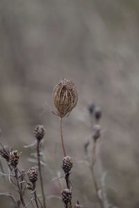 Close-up of wilted plant