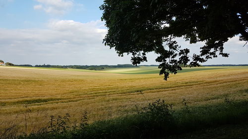 Scenic view of agricultural field against sky