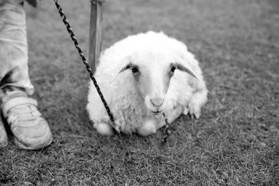 Close-up of dog sitting on grass