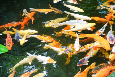 Fish swimming in a lake