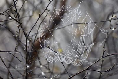 Close-up of wet spider web on branch