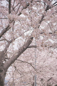 Low angle view of cherry blossom tree