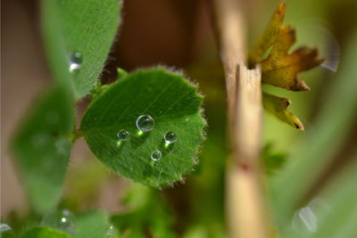 Close-up of water drops on plant