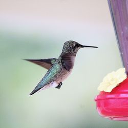 Close-up of bird flying