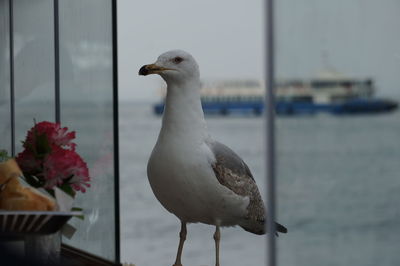 Close-up of seagull perching on water