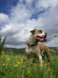 Dog on field against sky