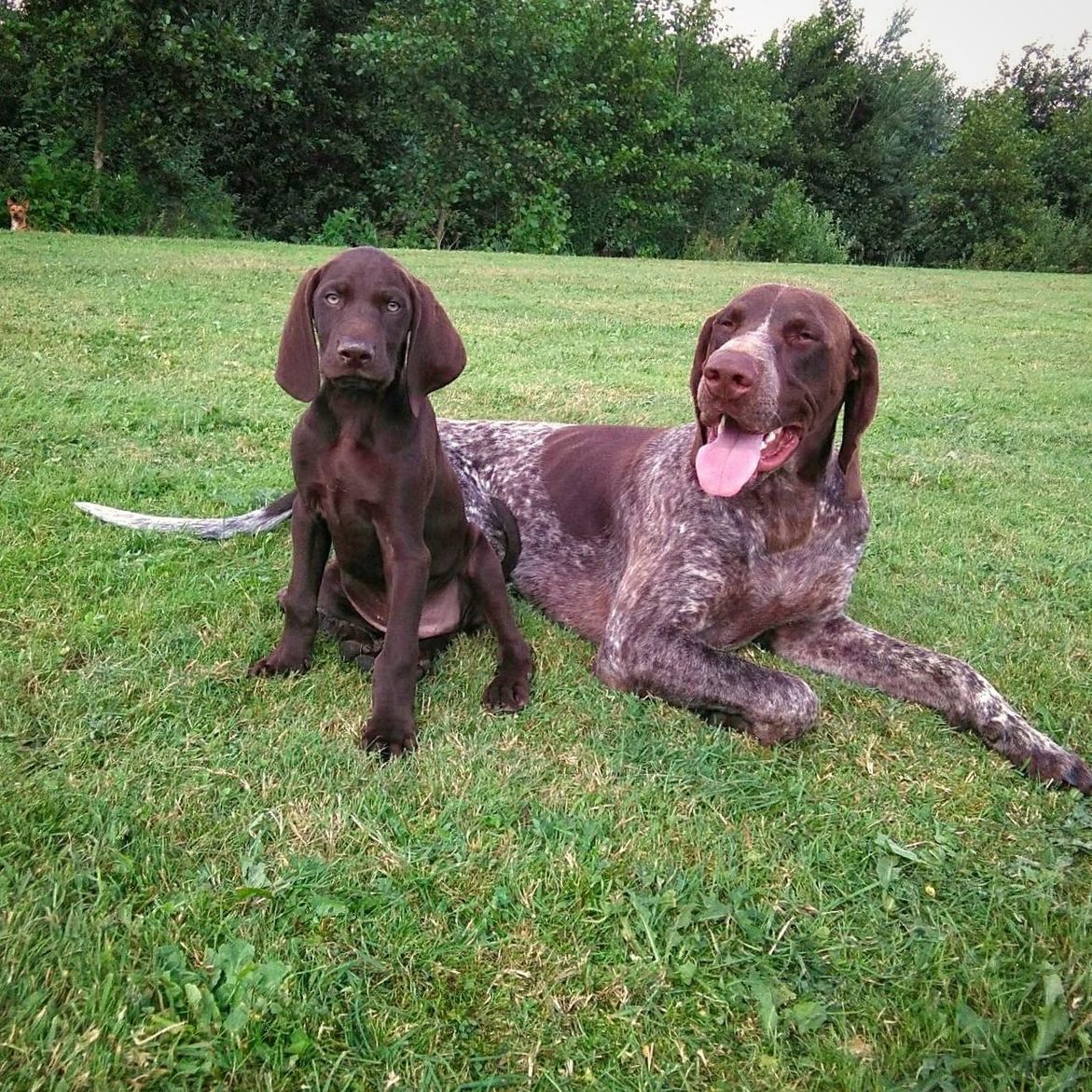 domestic animals, animal themes, dog, grass, pets, mammal, field, full length, front view, two animals, grassy, green color, one animal, sticking out tongue, animal head, animal, zoology, growth, brown, outdoors, loyalty, day, panting